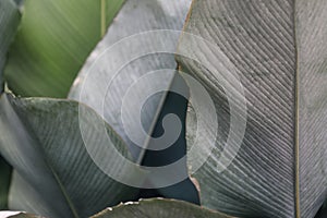 Big green tropical leave texture in garden