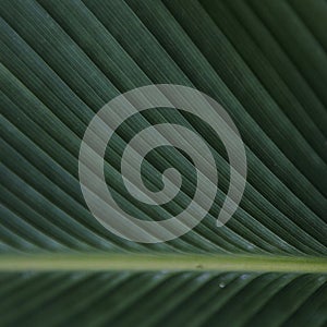 Big green tropical leave texture in garden