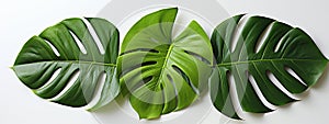 Big green tropical monstera leaves. White background, top view. Banner, white background