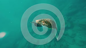 Big green turtle coming underwater. Sea animal swimming into water to bottom. Beautiful water nature.