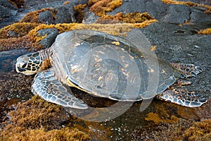 Big green turtle on Hawaii