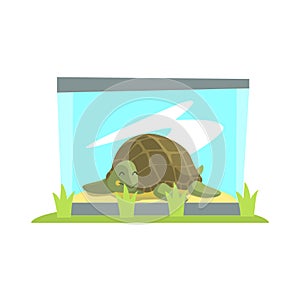 Big Green Turtle Laying Inside Glass Terrarium In Zoo