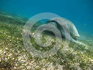 Big Green turtle on the reefs of the Red Sea.