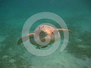 Big Green turtle on the reefs of the Red Sea.