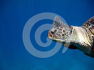 Big Green turtle on the reefs of the Red Sea.