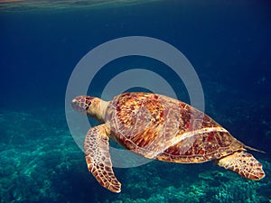 Big Green turtle on the reefs of the Red Sea.