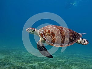 Big Green turtle on the reefs of the Red Sea.