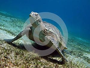 Big Green turtle .Sea turtles.