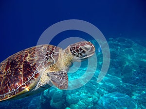 Big Green turtle . Sea turtles . Great Reef Turtle .