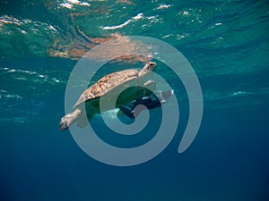 Big Green turtle . Sea turtles . Great Reef Turtle .