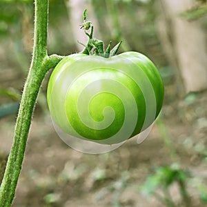 Big green unripe tomato