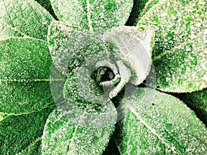 A big green Verbascum thapsus plant