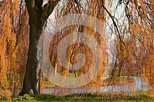 A big green weeping willow tree by the pond in the autumn fall
