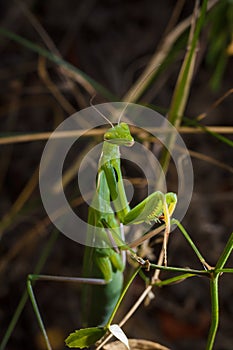 Big green young European mantis or mantis religiosa sitting on branch. Insects and flora. Soft focused macro shot