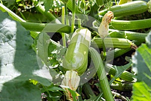 Big green zucchini growing and ripening on a branch. photo