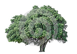 Big greenery Holly oak tree isolated, an evergreen leaves plant die cut on white background with clipping path