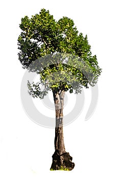 Big greensingle white background tree