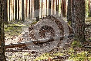 Big grey ant hill in the forest