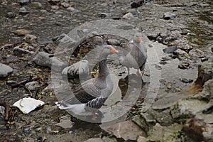 Big grey ducks in a river shore