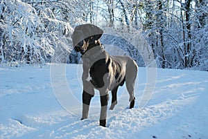 A big grey great dane