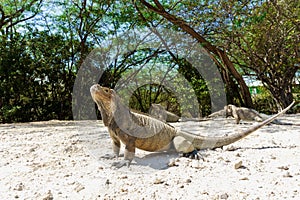 Big grey iguana in the wild close-up