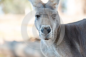 Big grey kangaroo portrait