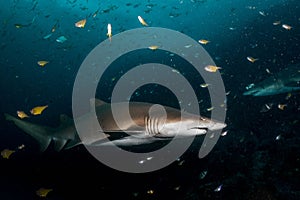 Big grey nurse shark in south west rocks, australia