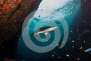 Big grey nurse shark in south west rocks, australia