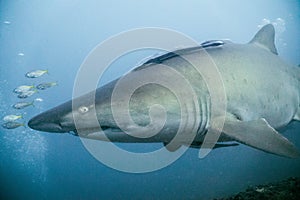 Big grey nurse shark in wolf rock, australia