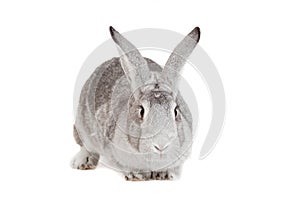 Big grey rabbit on a white