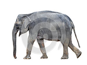 Big grey walking elephant isolated on white background. Standing elephant full length close up.