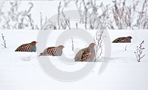 Big groep of Grey Partridges in search of tasty seeds in snow covered field