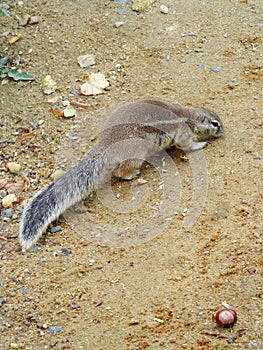 Big ground squirrel