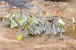 A big group of Black-veined White butterflies (Aporia crataegi photo