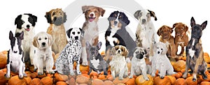 Big group of dogs sitting on pumpkins