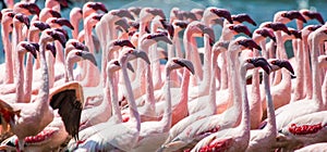 Big group flamingos on the lake. Kenya. Africa. Nakuru National Park. Lake Bogoria National Reserve.