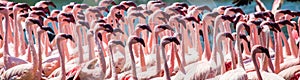 Big group flamingos on the lake. Kenya. Africa. Nakuru National Park. Lake Bogoria National Reserve.