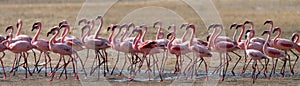 Big group flamingos on the lake. Kenya. Africa. Nakuru National Park. Lake Bogoria National Reserve.