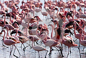 Big group flamingos on the lake. Kenya. Africa. Nakuru National Park. Lake Bogoria National Reserve.