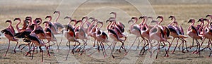 Big group flamingos on the lake. Kenya. Africa. Nakuru National Park. Lake Bogoria National Reserve.