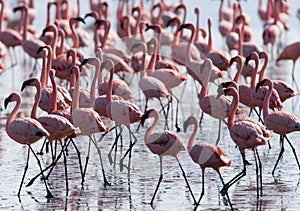 Big group flamingos on the lake. Kenya. Africa. Nakuru National Park. Lake Bogoria National Reserve.