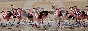 Big group flamingos on the lake. Kenya. Africa. Nakuru National Park. Lake Bogoria National Reserve.