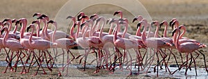 Big group flamingos on the lake. Kenya. Africa. Nakuru National Park. Lake Bogoria National Reserve.