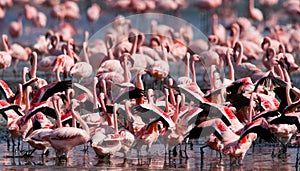 Big group flamingos on the lake. Kenya. Africa. Nakuru National Park. Lake Bogoria National Reserve.