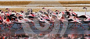 Big group flamingos on the lake. Kenya. Africa. Nakuru National Park. Lake Bogoria National Reserve.