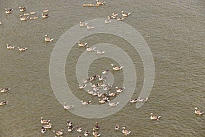 Big group of geese swimming in the river Rijn
