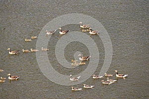 Big group of geese swimming in the river Rijn