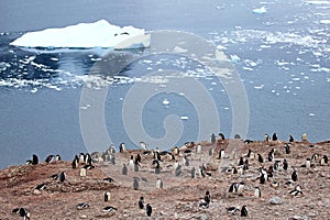Big group of Gentoo penguins in Antarctic Peninsula