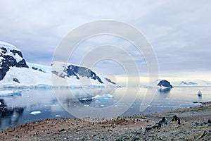 Big group of Gentoo penguins in Antarctic Peninsula