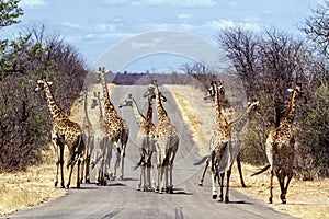 Big group of Giraffes in Kruger National park, South Africa